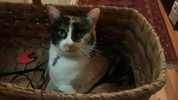 /Images/uploads/Cat Welfare Association/catwelfare2019calendarcontest/entries/6890thumb.jpg